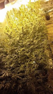 cannabisnews-3