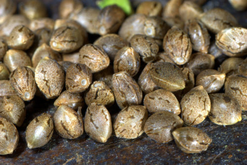 Семена конопли, семена канабиса, семена марихуаны: разные семена одно растения