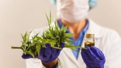 Медицинская марихуана уменьшает побочные эффекты лечения рака
