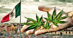 Верховный суд Мексики одобрил легализацию марихуаны