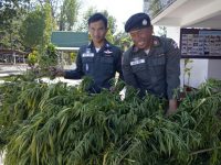 В Таиланде готовятся к легализации марихуаны