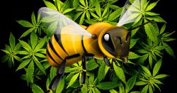 Ученые: В конце сезона пчелы собирают пыльцу с конопляных полей