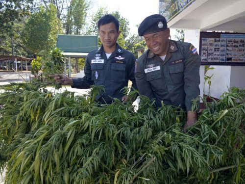 В Таиланде готовятся к легализации марихуаны