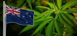 В Новой Зеландии легализовали медицинское употребление марихуаны