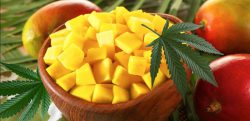 Конопляное масло и экзотический фрукт: манго усиливает действие каннабиноидов